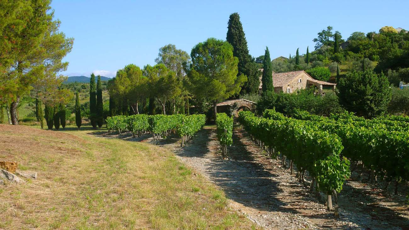 vignes à Vinezac