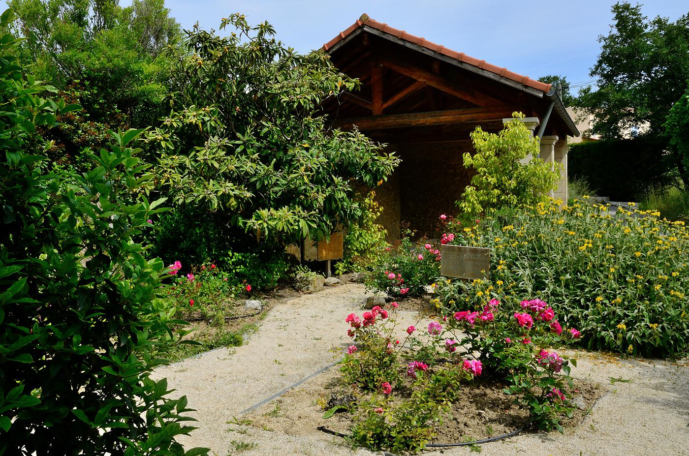 les rosiers du lavoir du haut