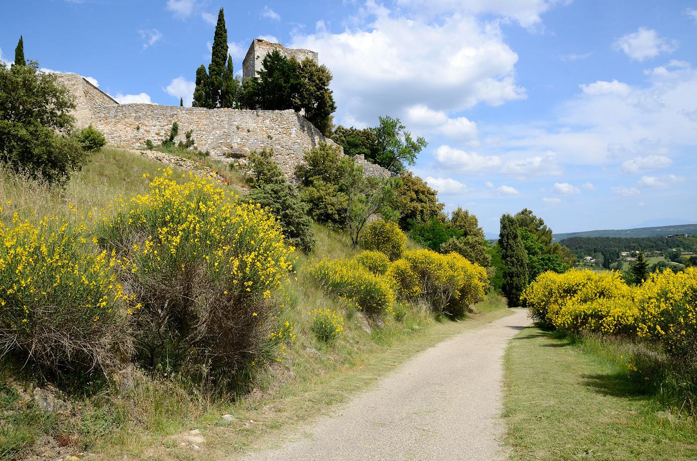 genêts dans la montée au Sanctuaire